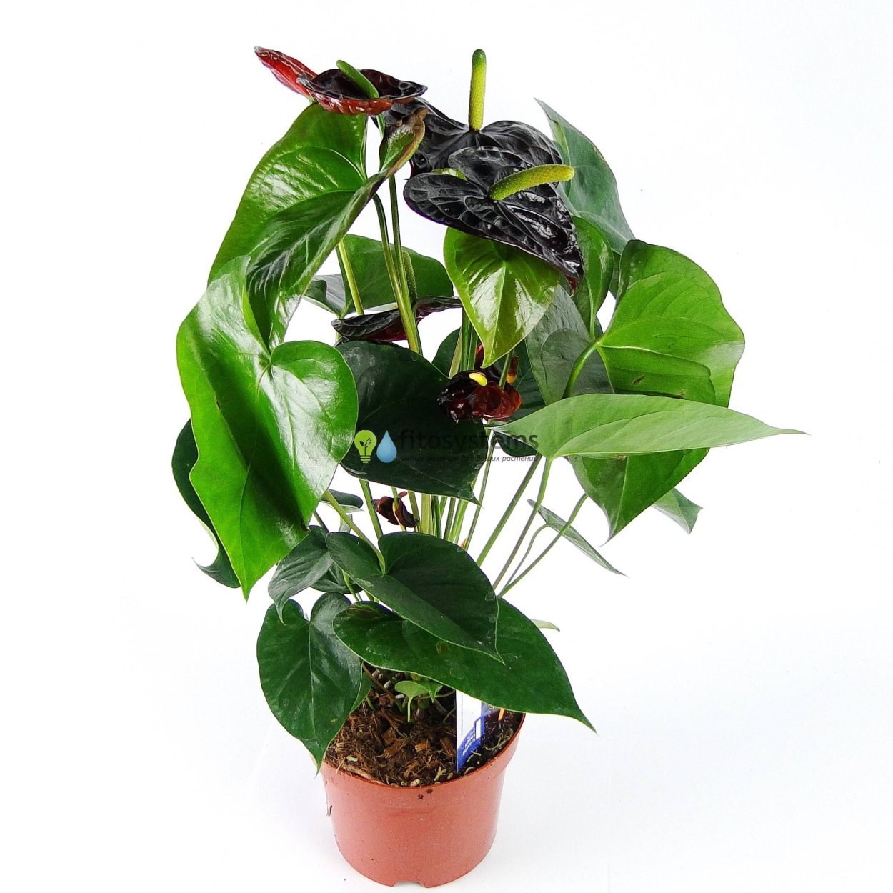 Антуриум Блэк Кинг