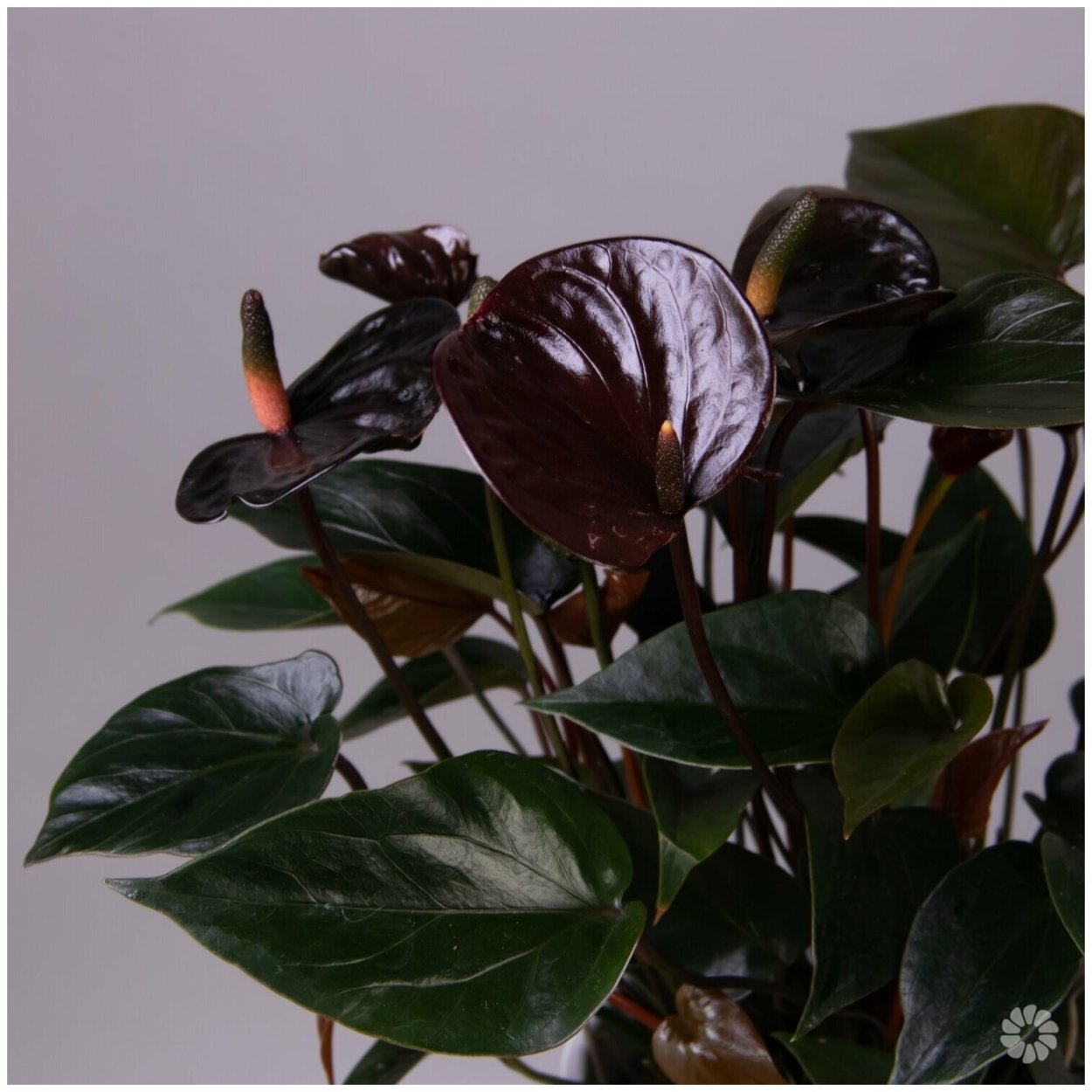 Антуриум джамбо Блэк