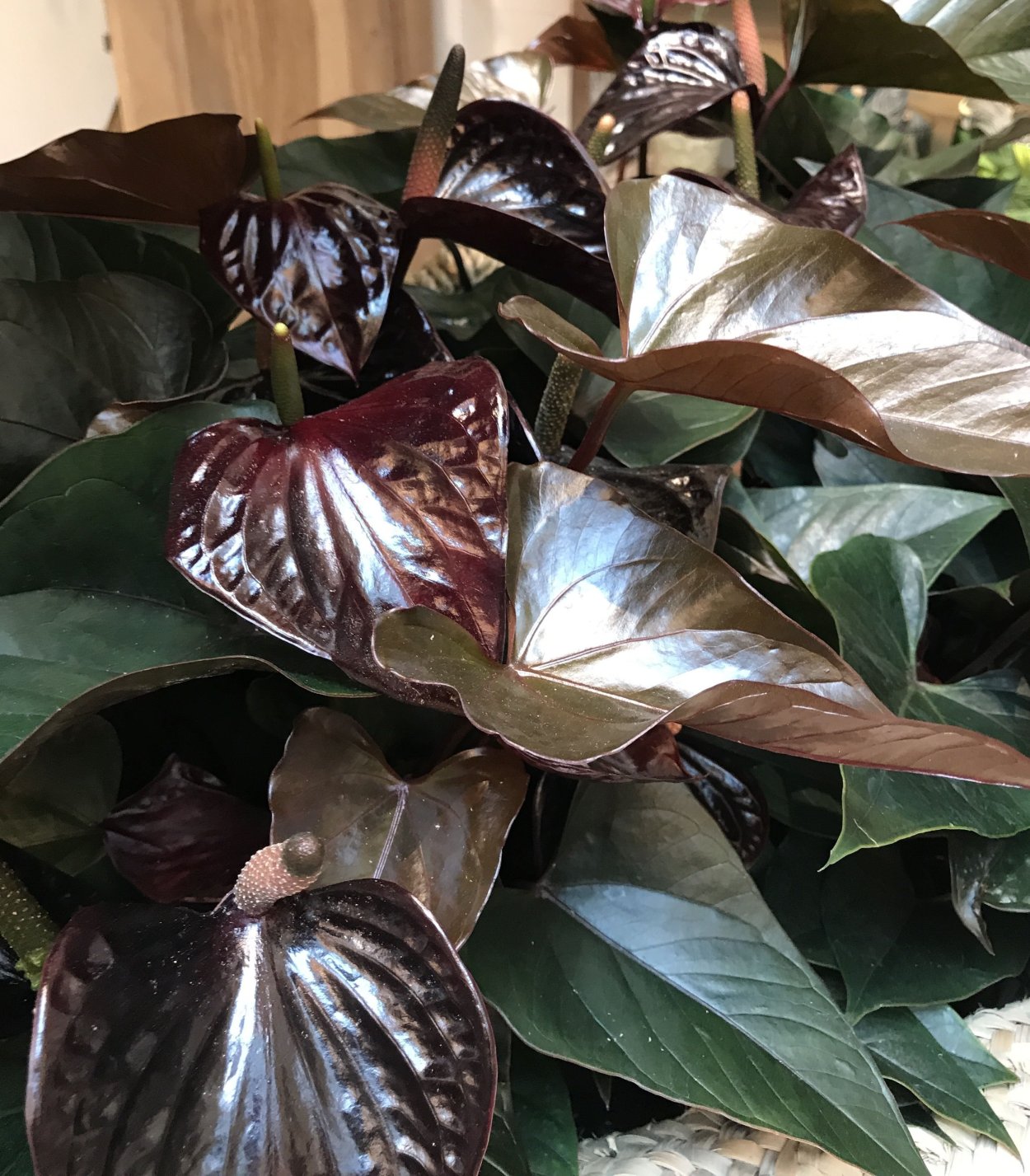 Антуриум шоколад