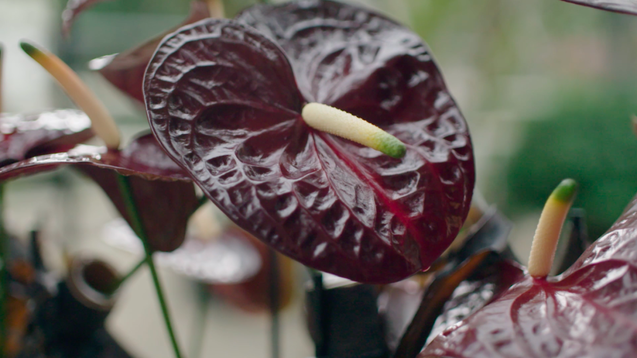 Антуриум Блэк принц