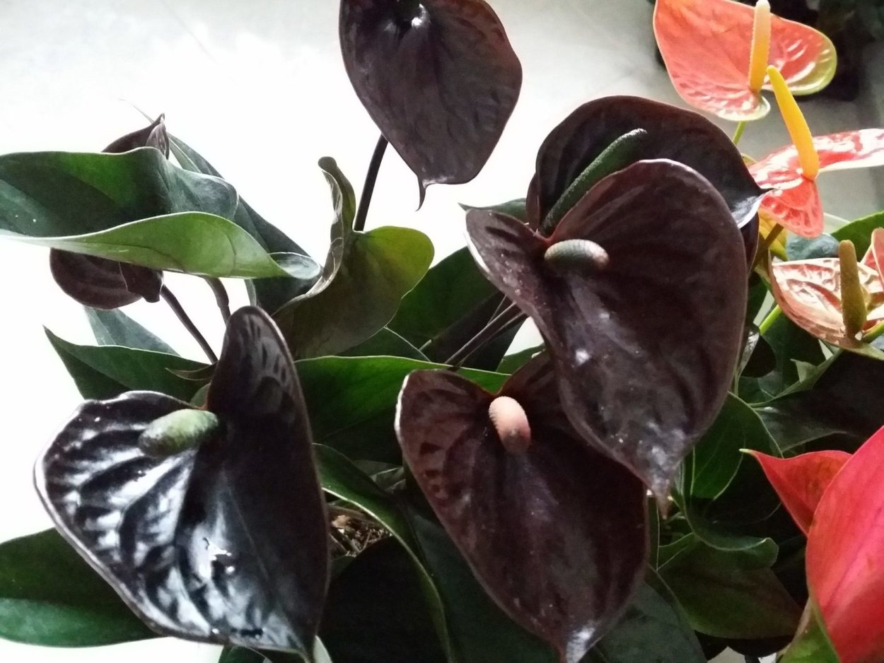 Антуриум черный дракон