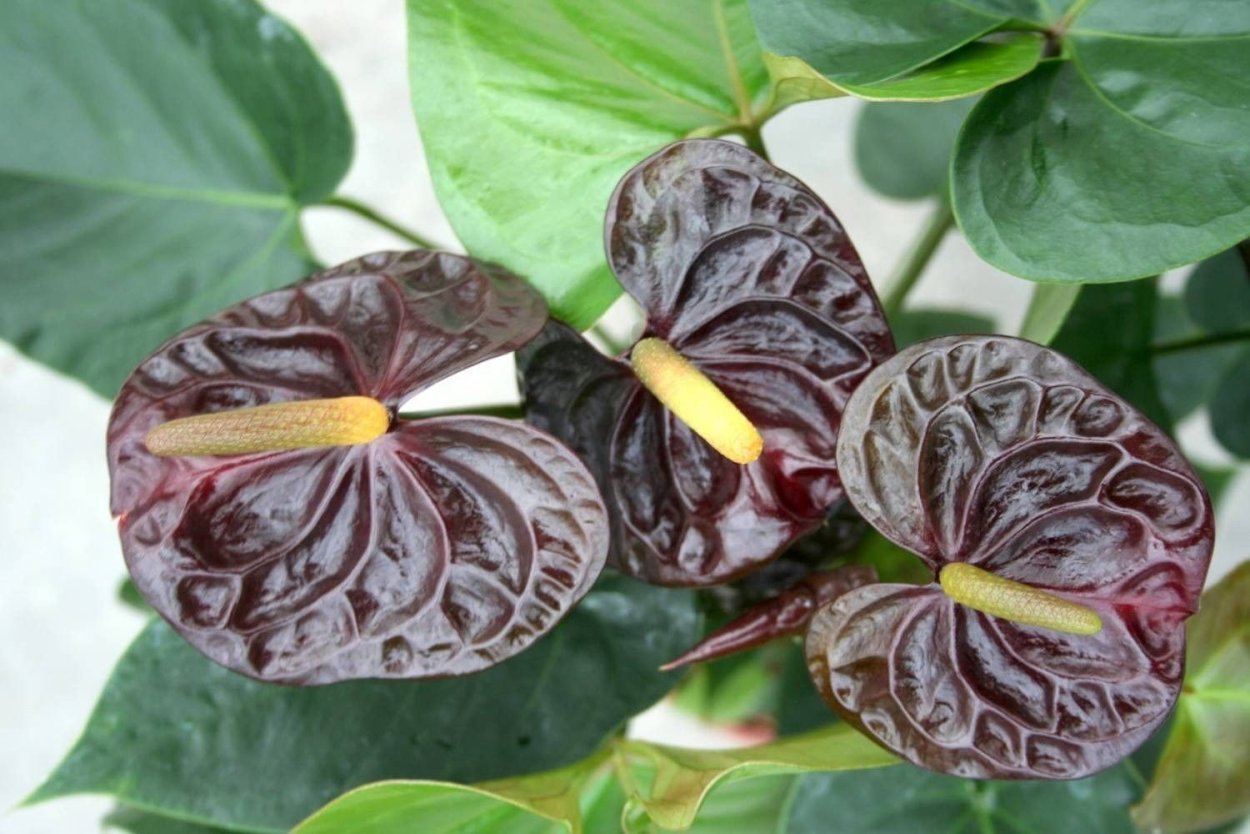 Антуриум Блэк Кинг