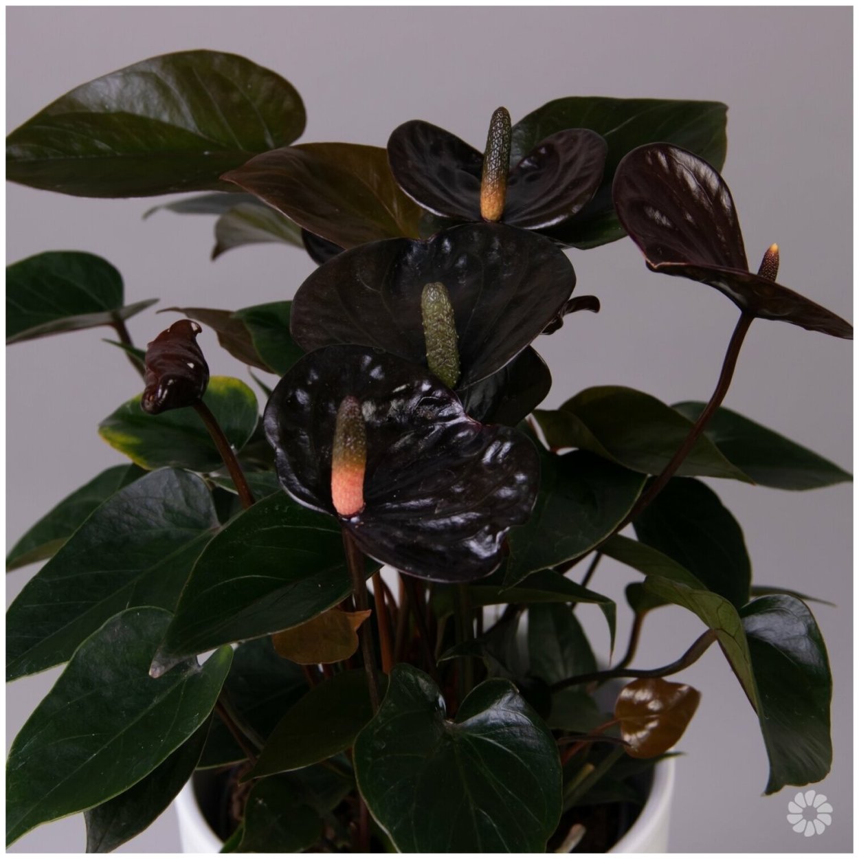 Антуриум Black Queen