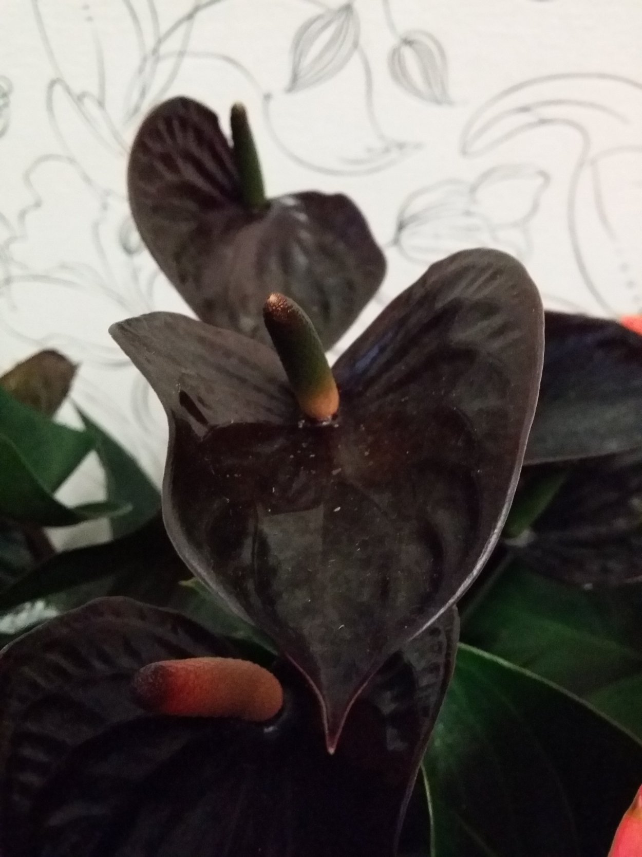 Антуриум Karma Black
