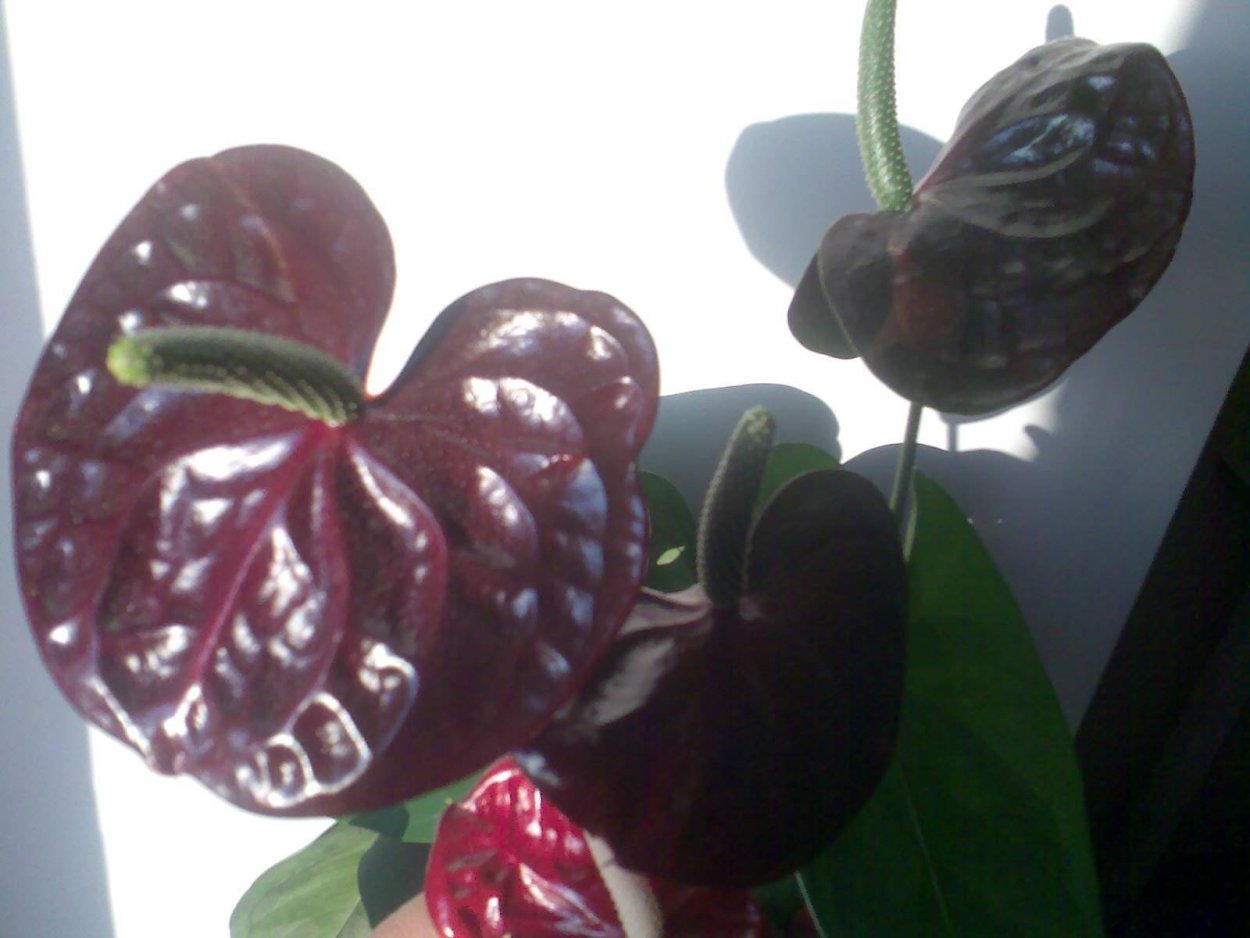 Антуриум черный принц