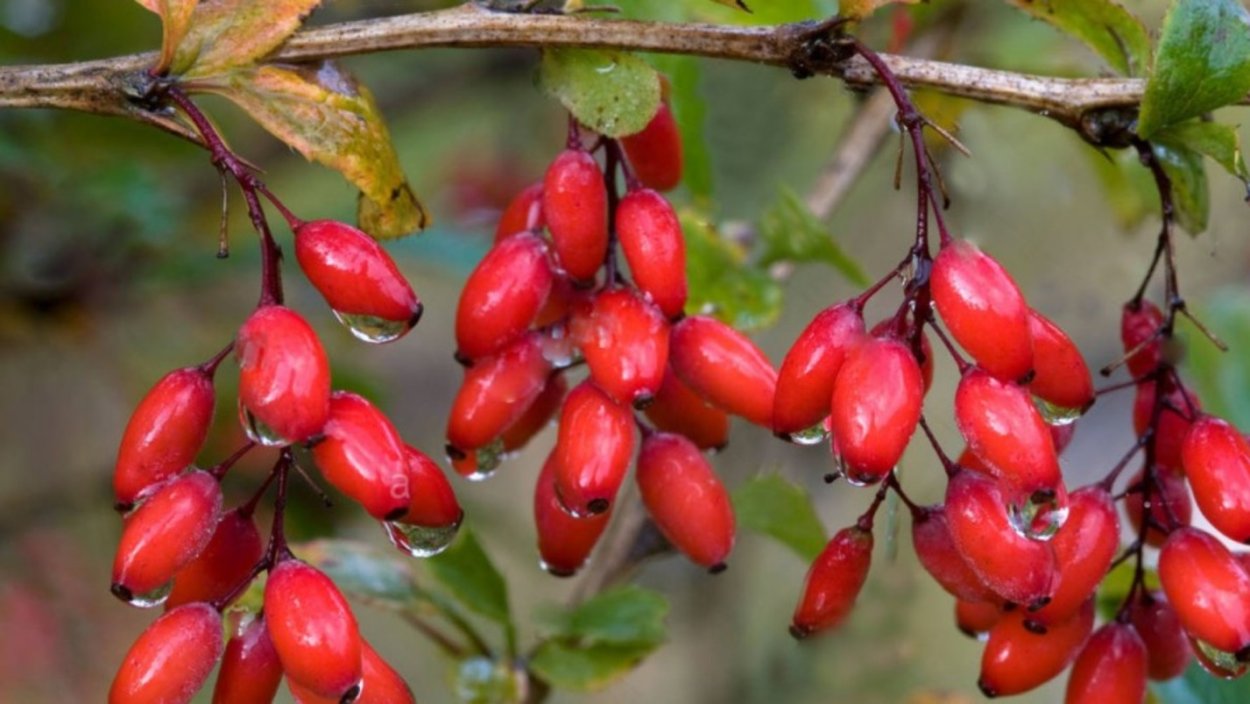 Спелый Барбарис (100 г.)