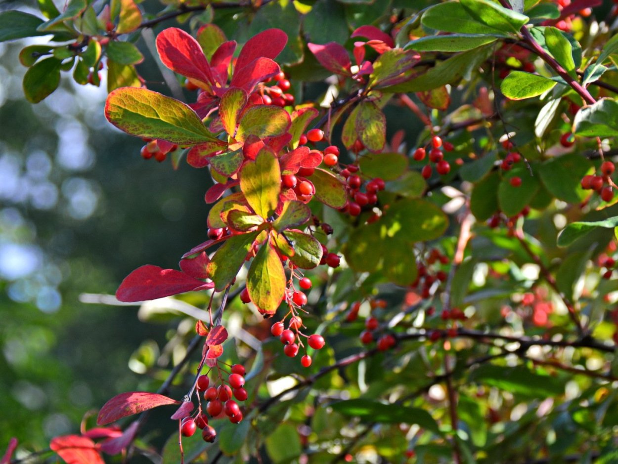 Барбарис кустарник