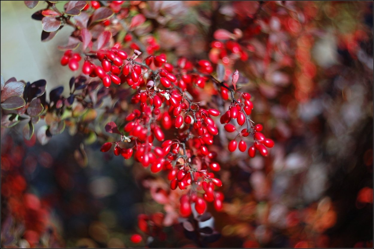 Барбарис обыкновенный осень