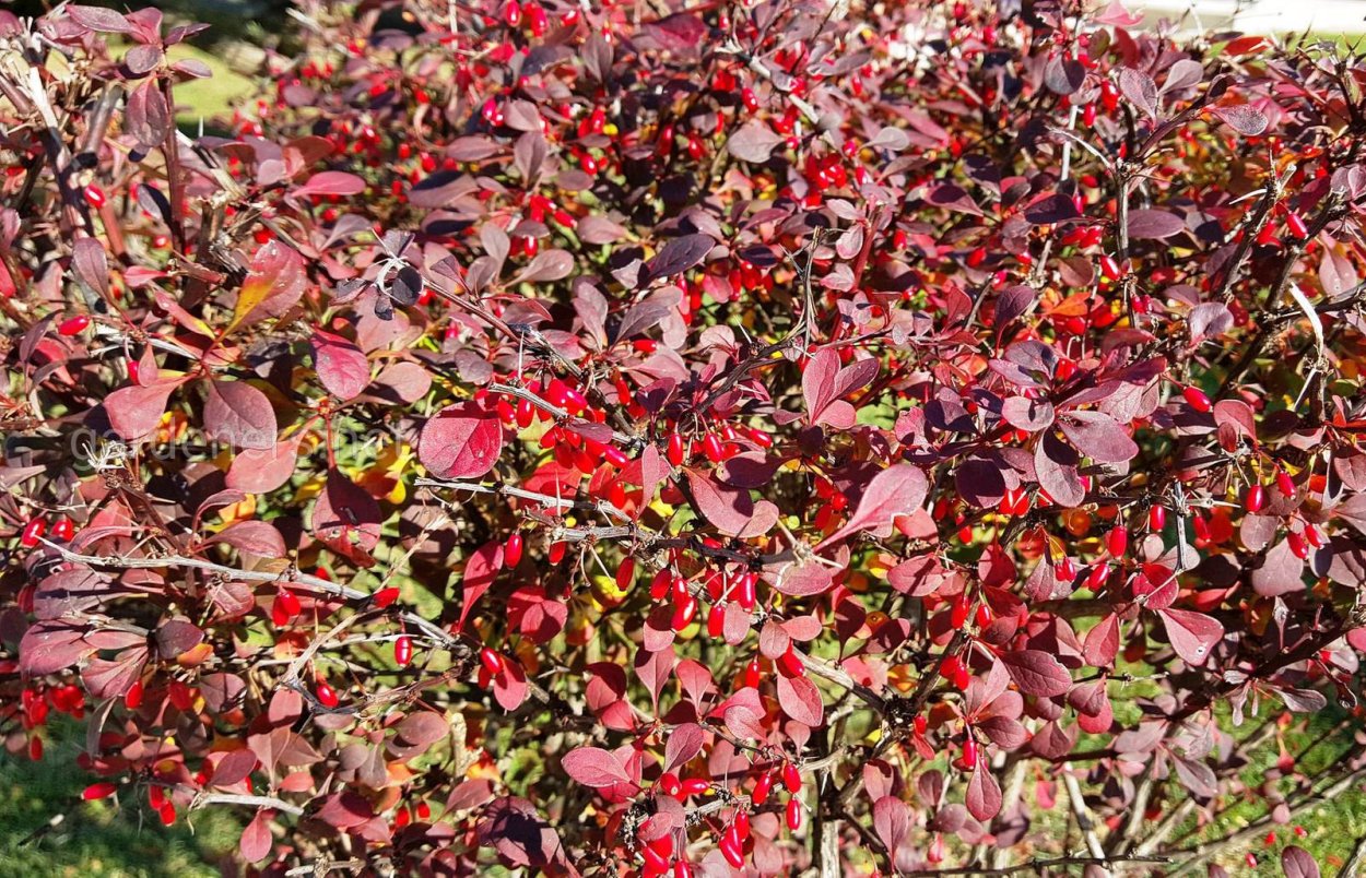 Барбарис оттавский красный