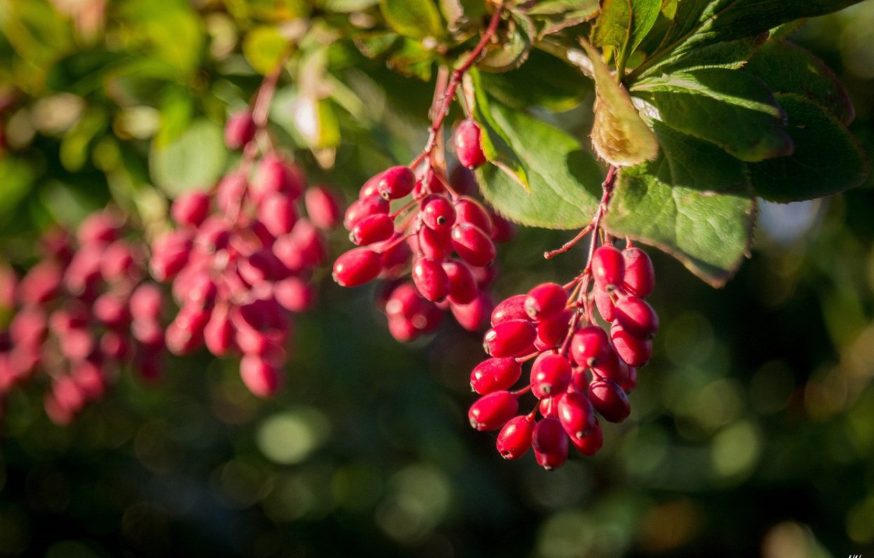 Барбарис дерево