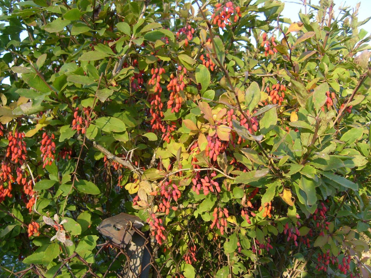 Lutea Барбарис