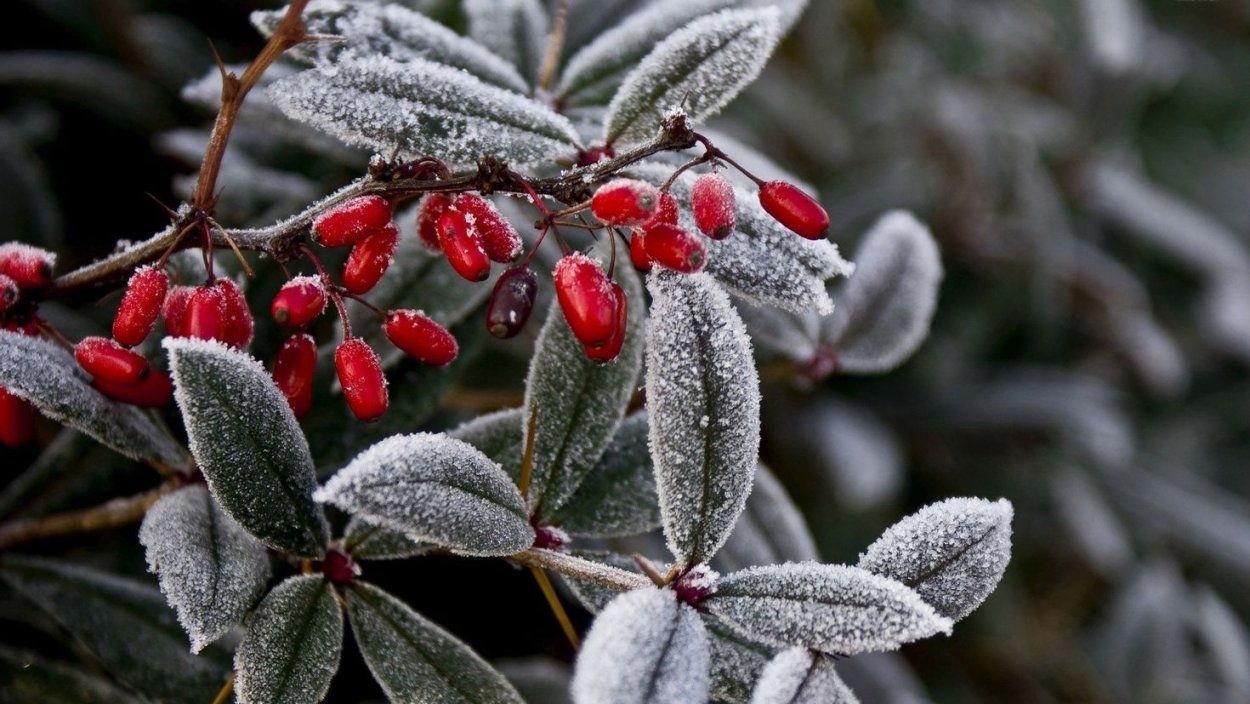 Барбарис куст зимой