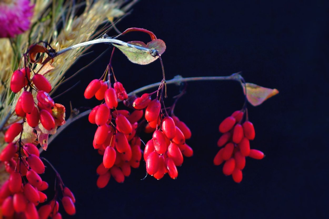 Барбарис продолговатый Berberis oblonga