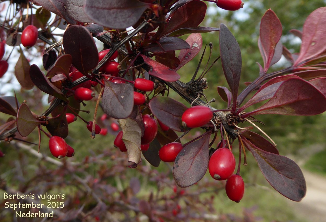 Барбарис обыкновенный - Bеrberis vulgаris.
