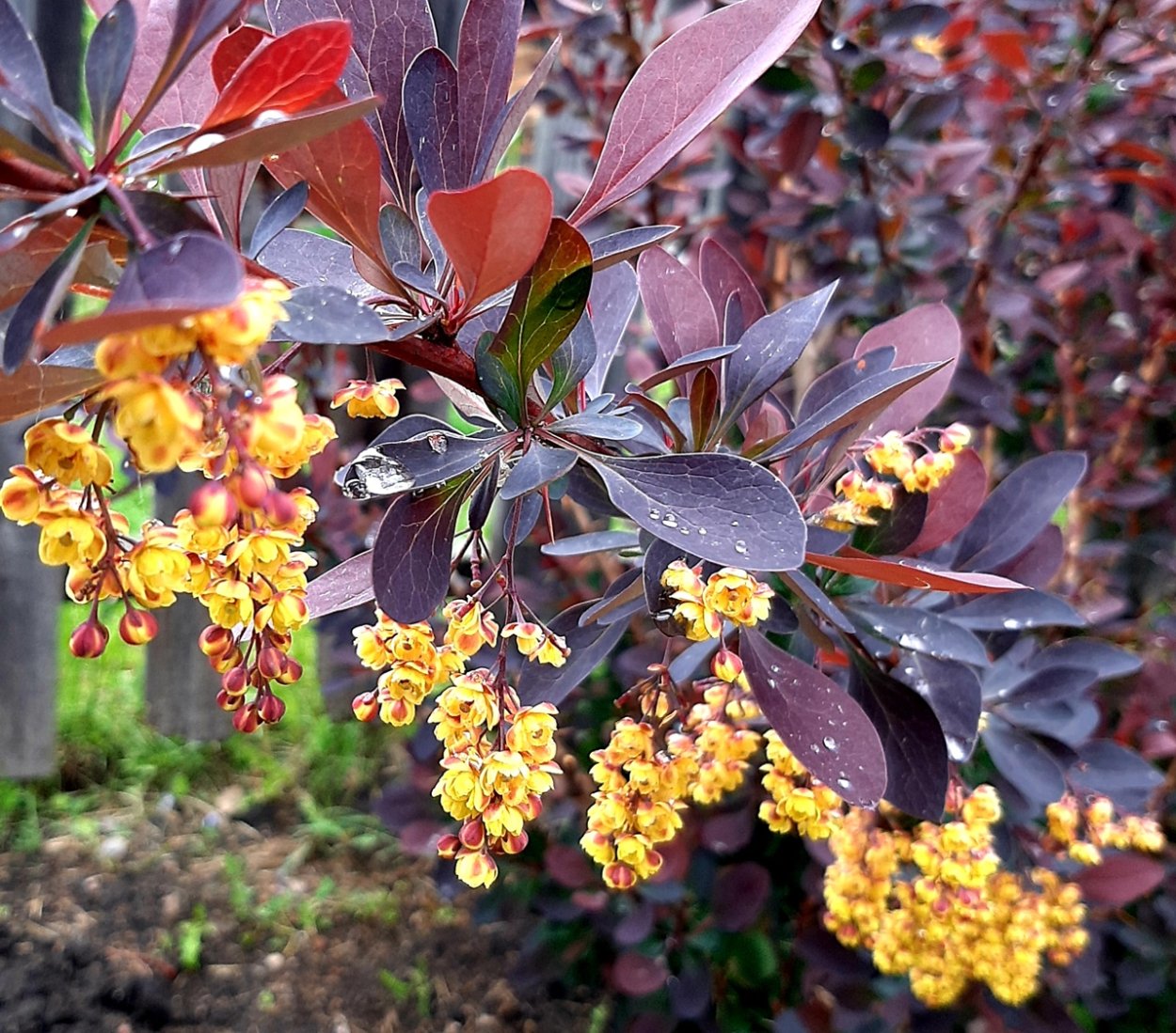 Барбарис Тунберга Starburst