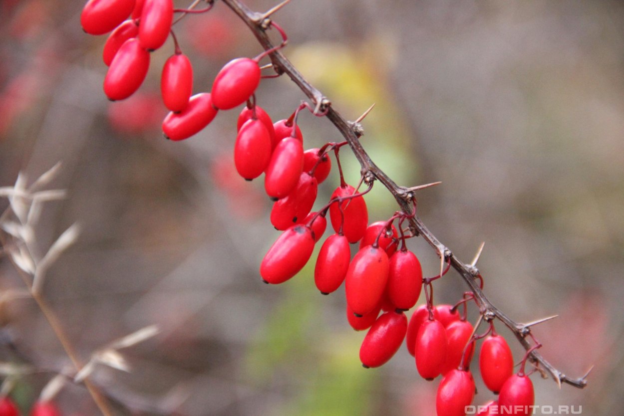 Барбарис обыкновенный колючки