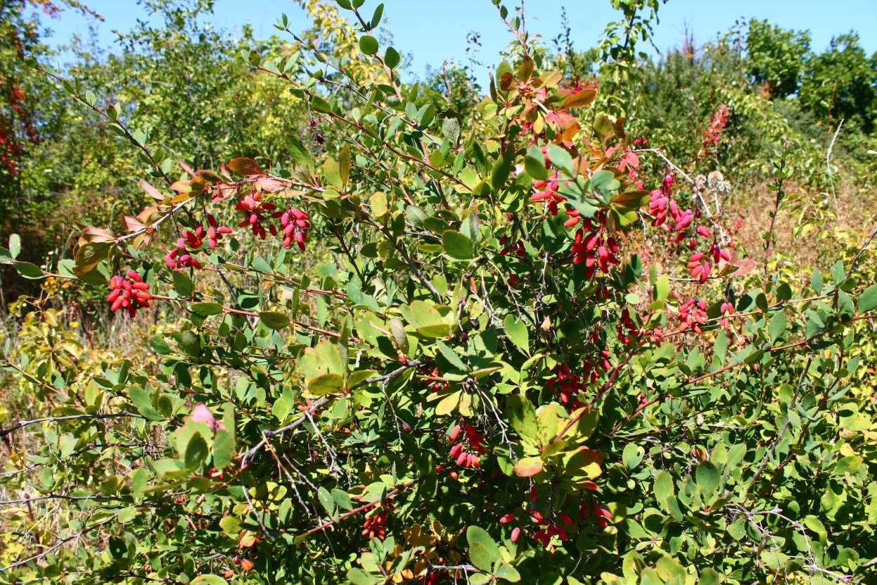 Куст барбарисбаярышник