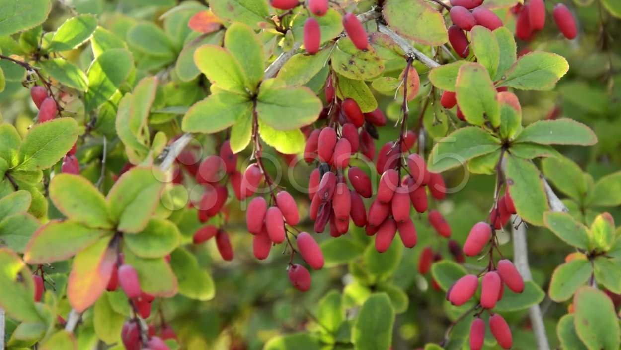 Барбарис обыкновенный (Berberis vulgaris l.)