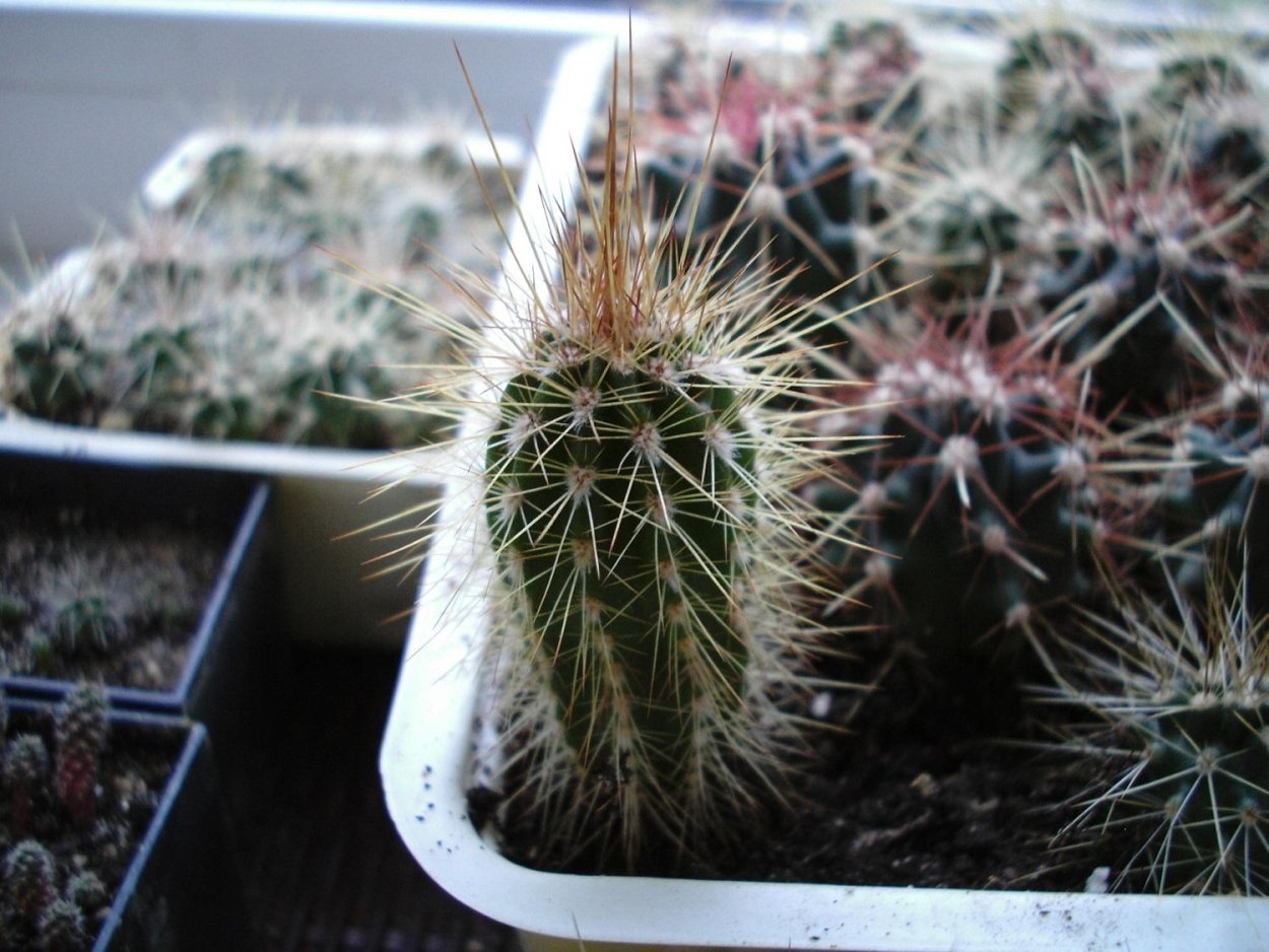 Pilosocereus pachycladus