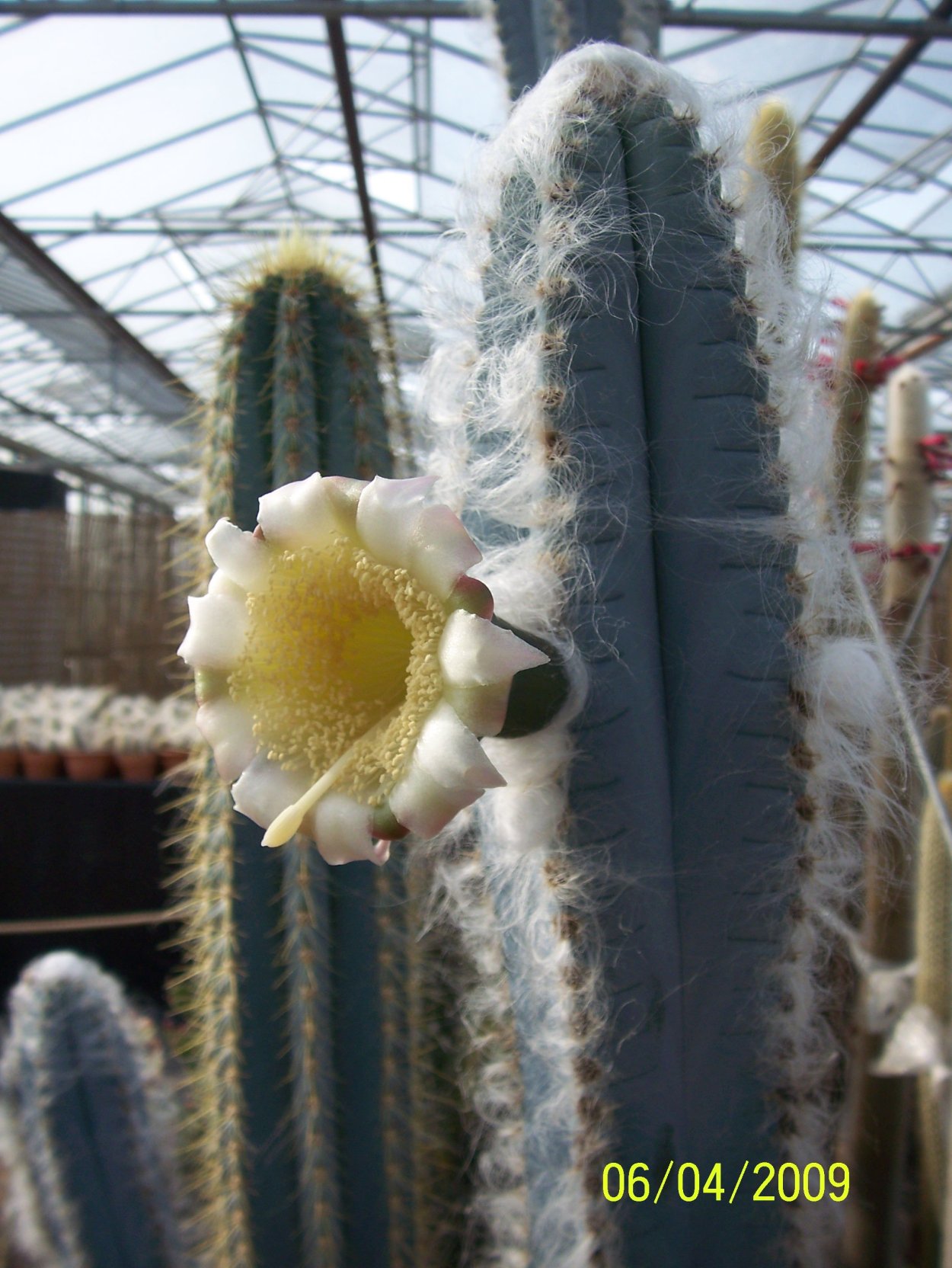 Pilosocereus chrysostele