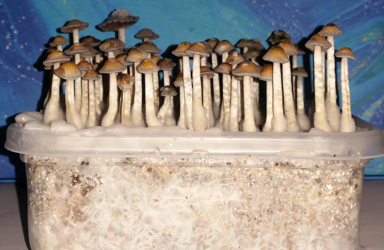 Грибы псилоцибин кубенсис