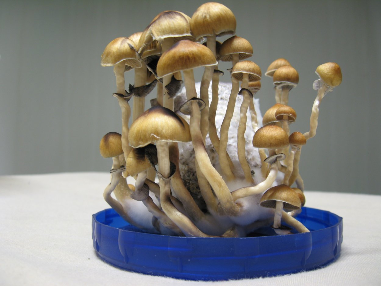 Shrooms Cubensis сухие