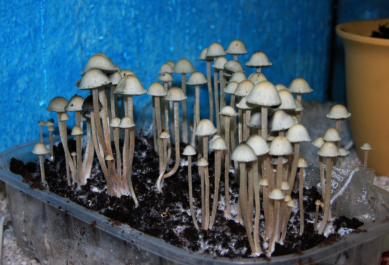 Stropharia Cubensis