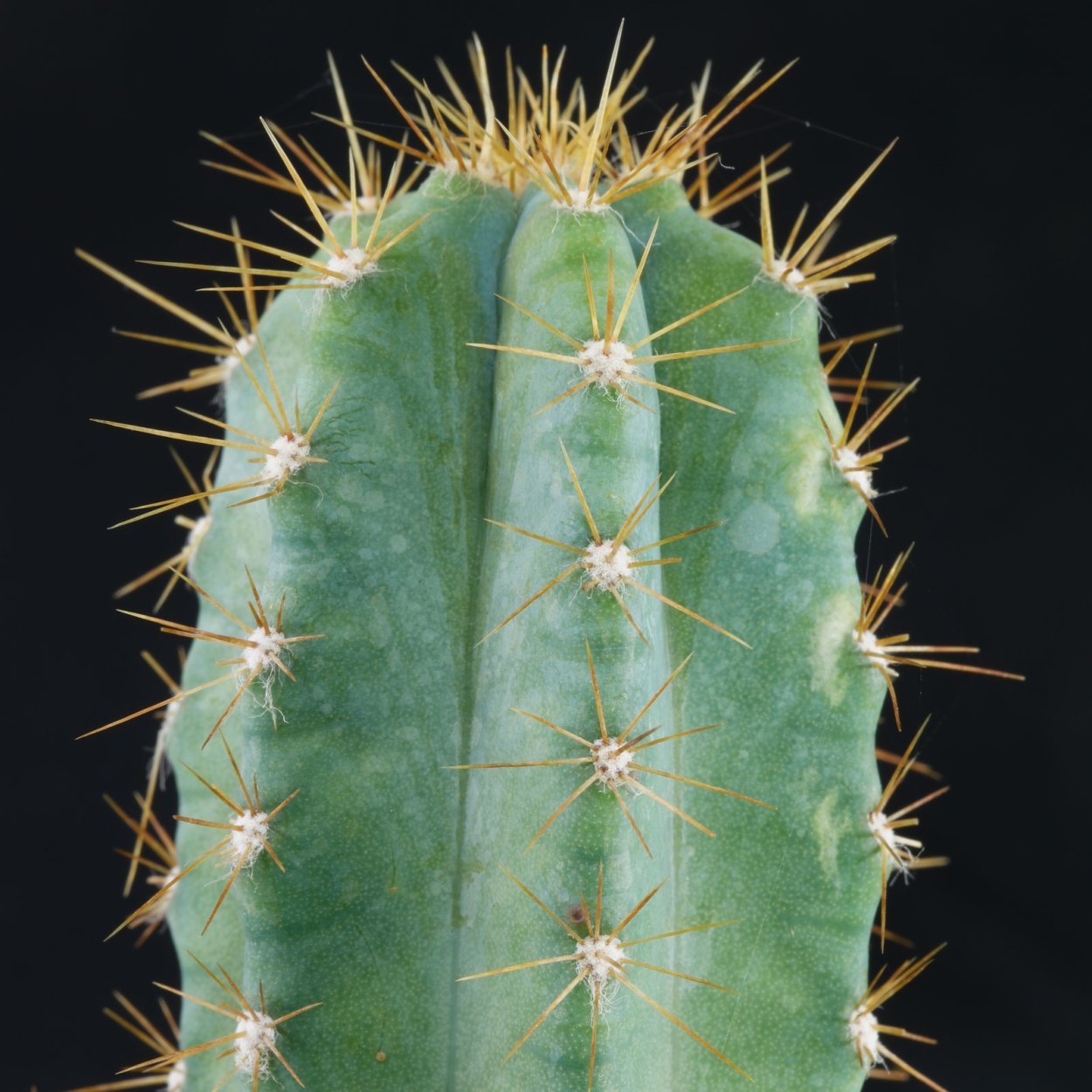 Цереус голубой