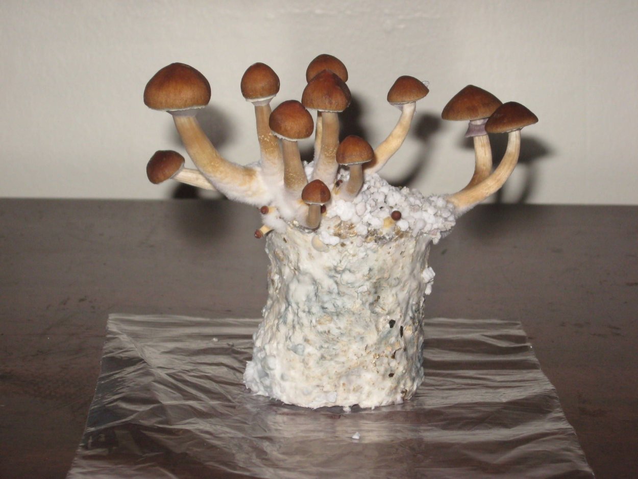 Psilocybe Cubensis penis