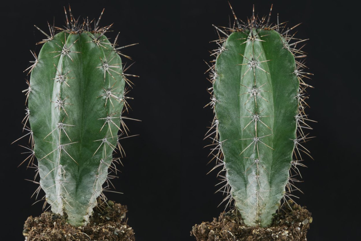 Пилоцереус Лазурный