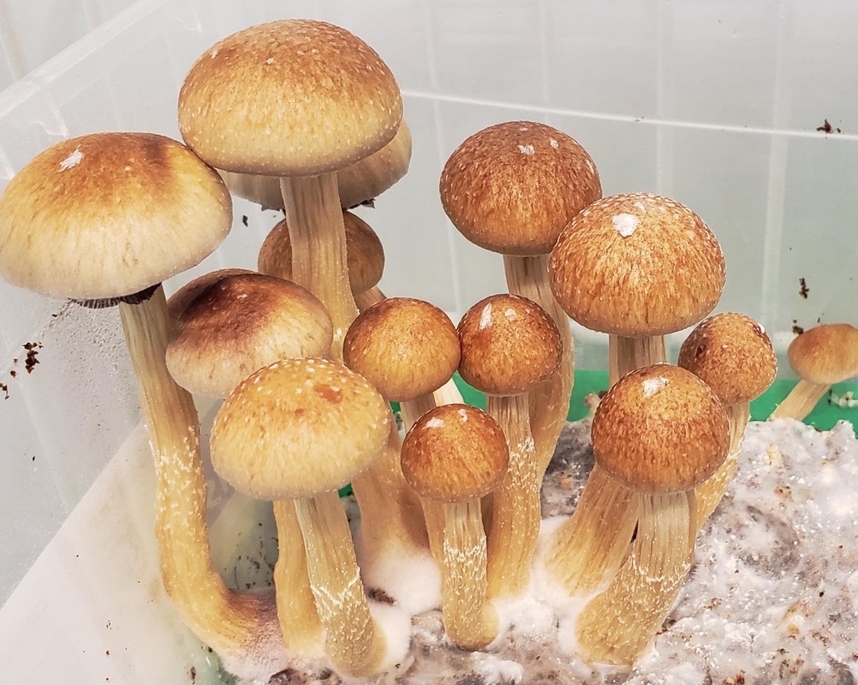 Псилоцибе кубенсис