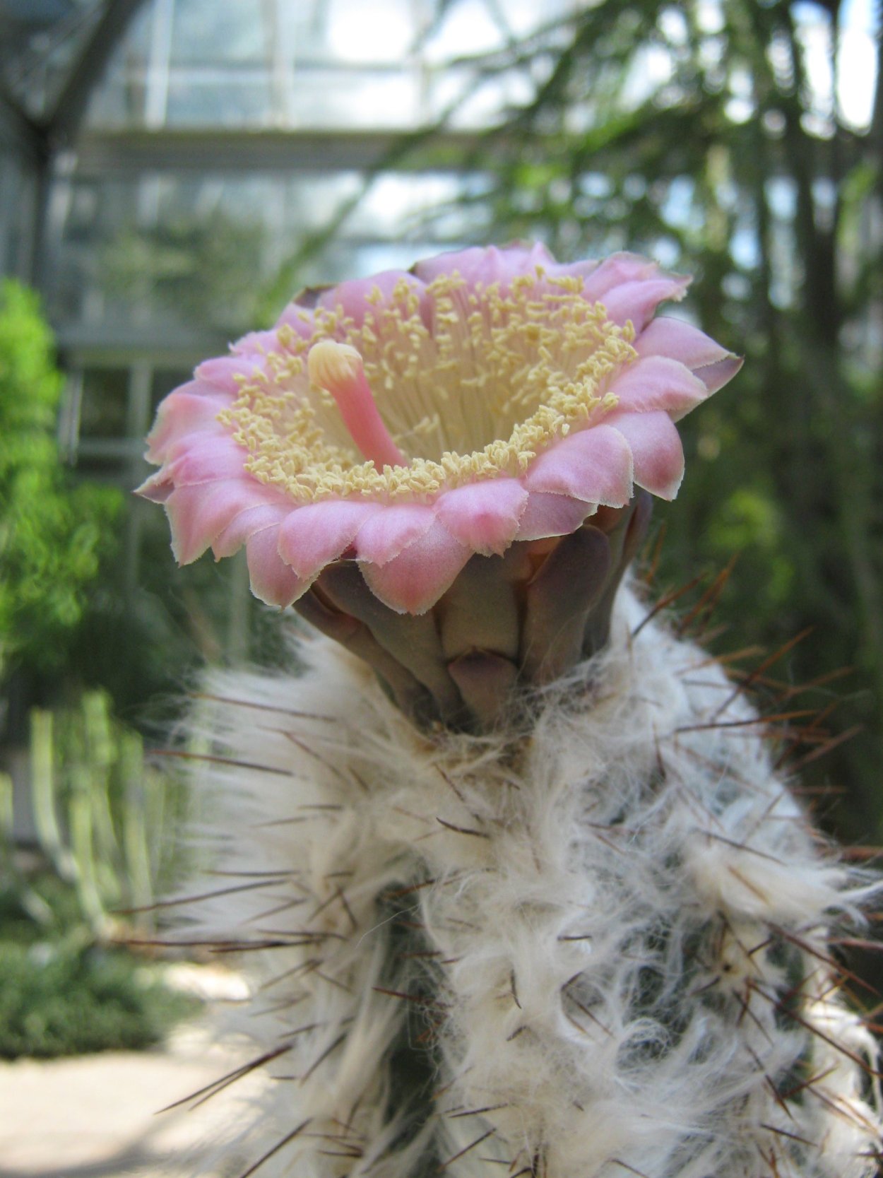 Пилозоцереус белоголовый