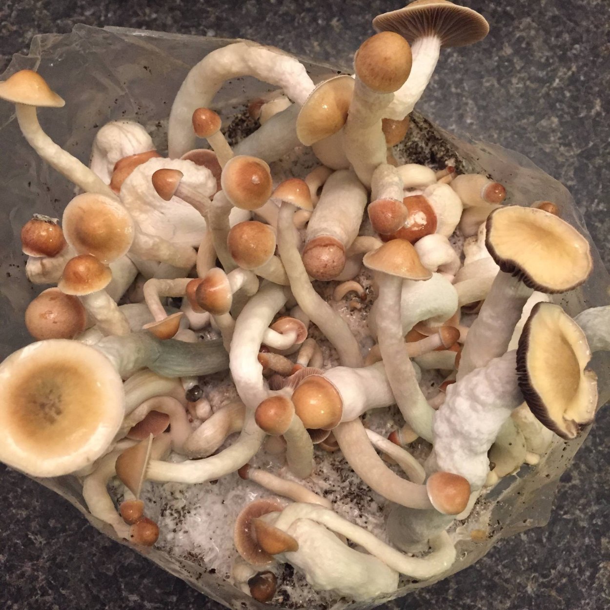 Psilocybe Cubensis b+