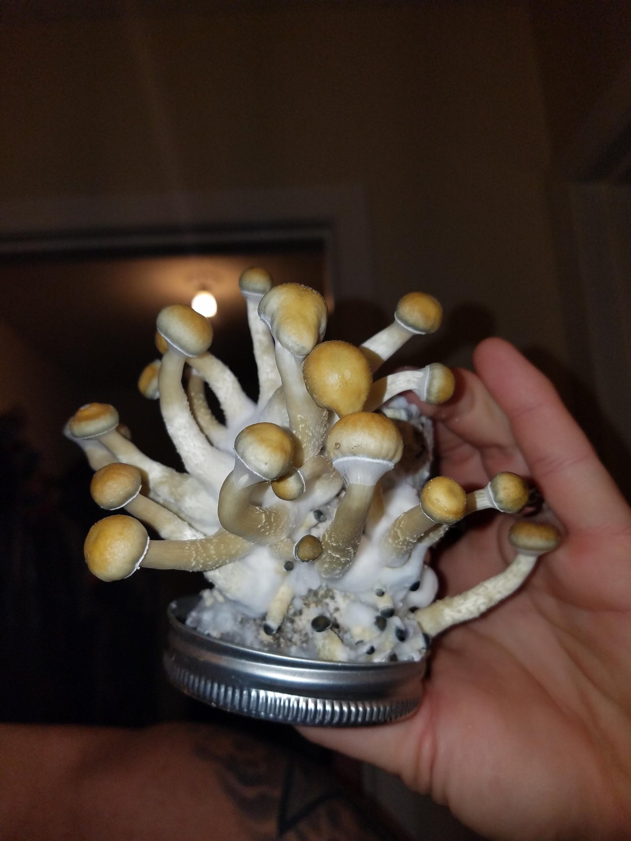 Грибы псилоцибы сушеные