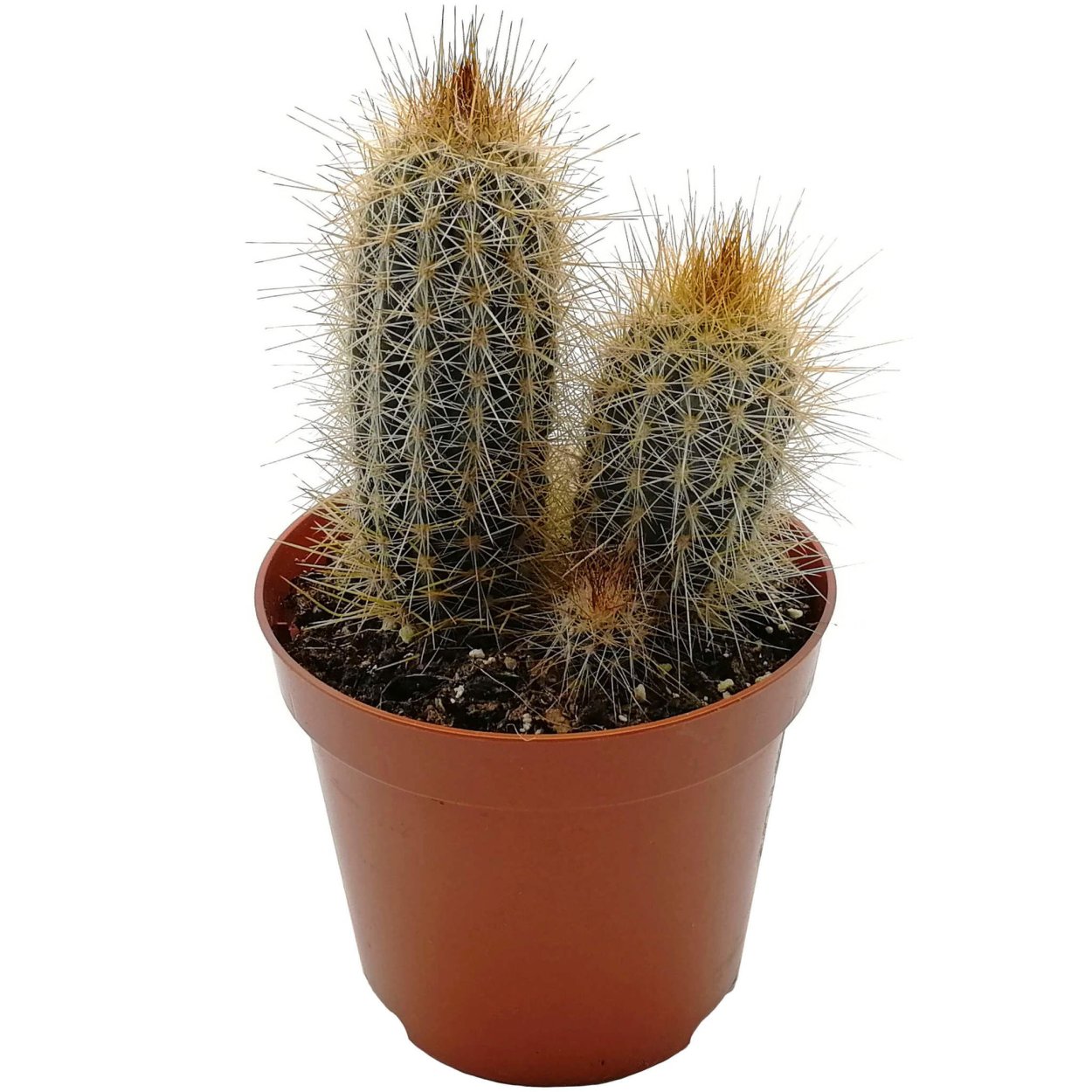 Полаския Чичипе