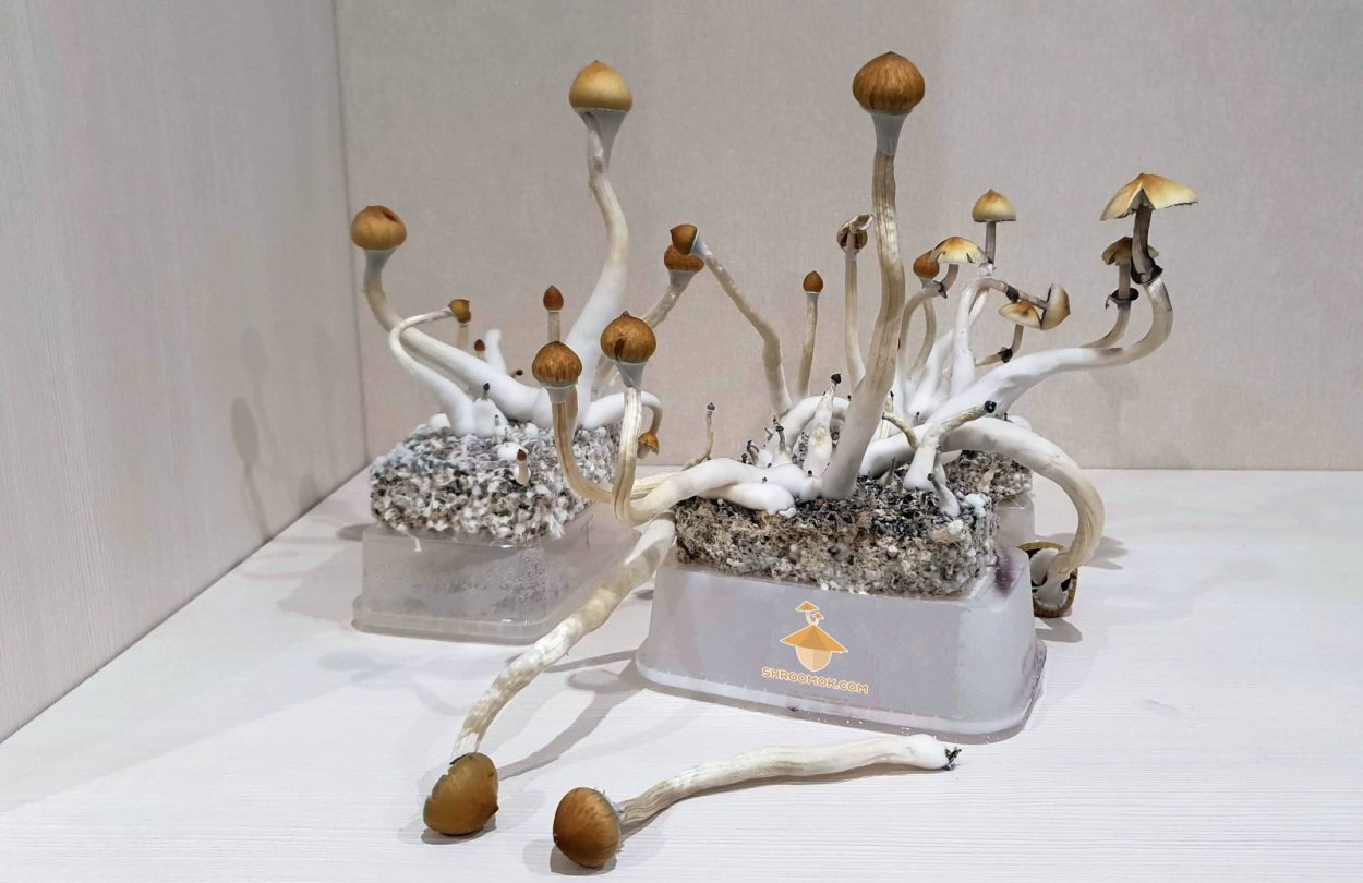 Psilocybe Azurescens