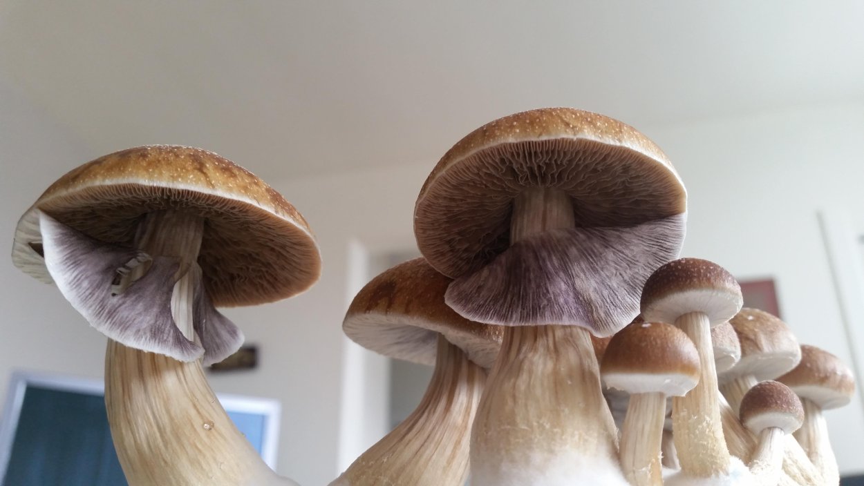 Мицелий кубенсис