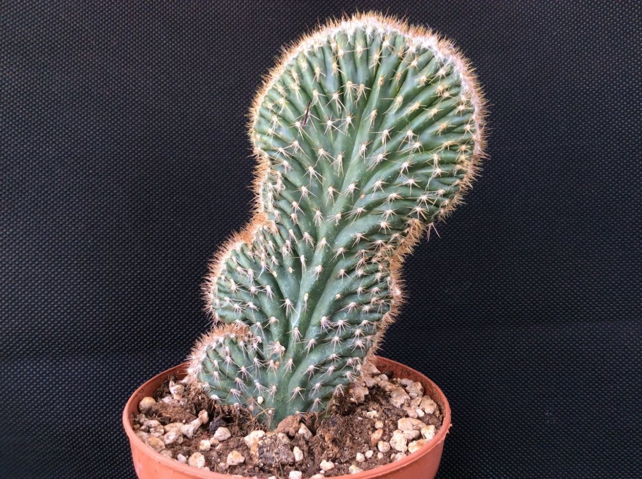 Pilosocereus Palmeri