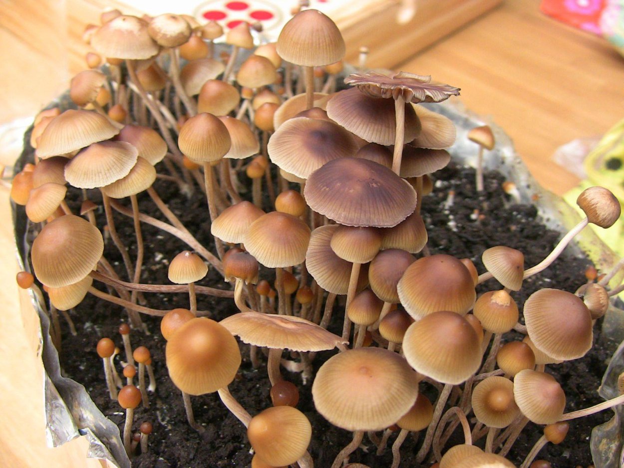 Кубенсис грибы