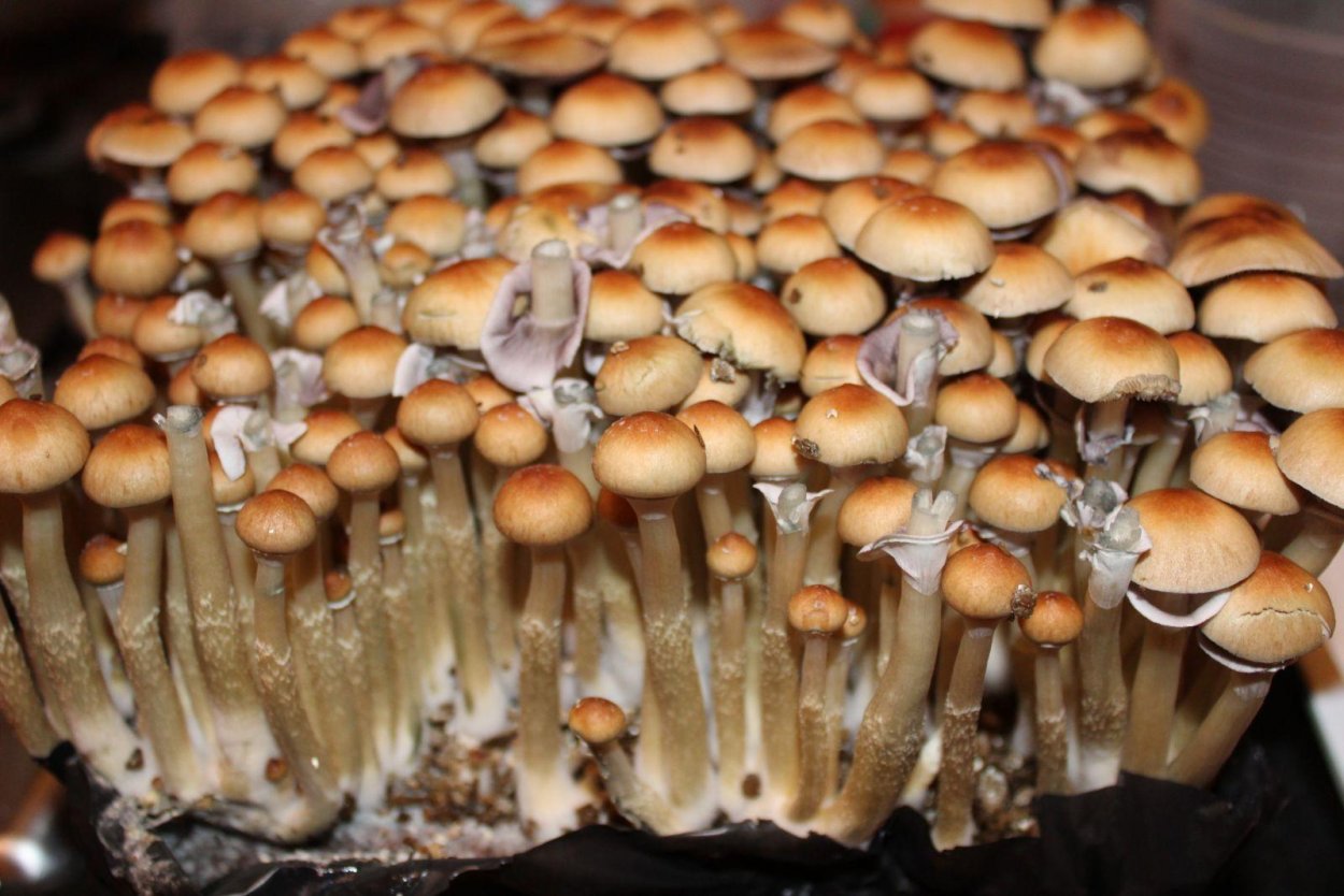 Кубенсис Орисса