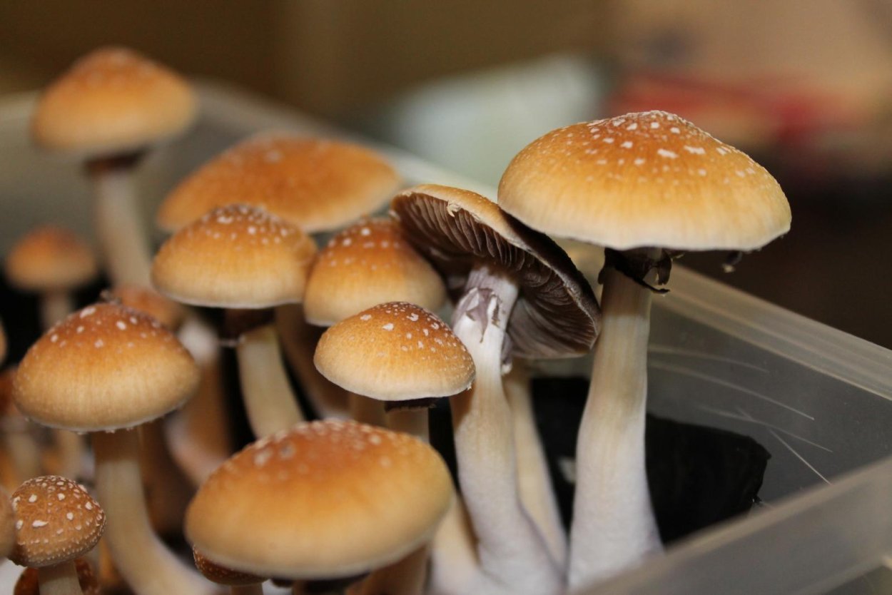 Псилоцибе кубенсис