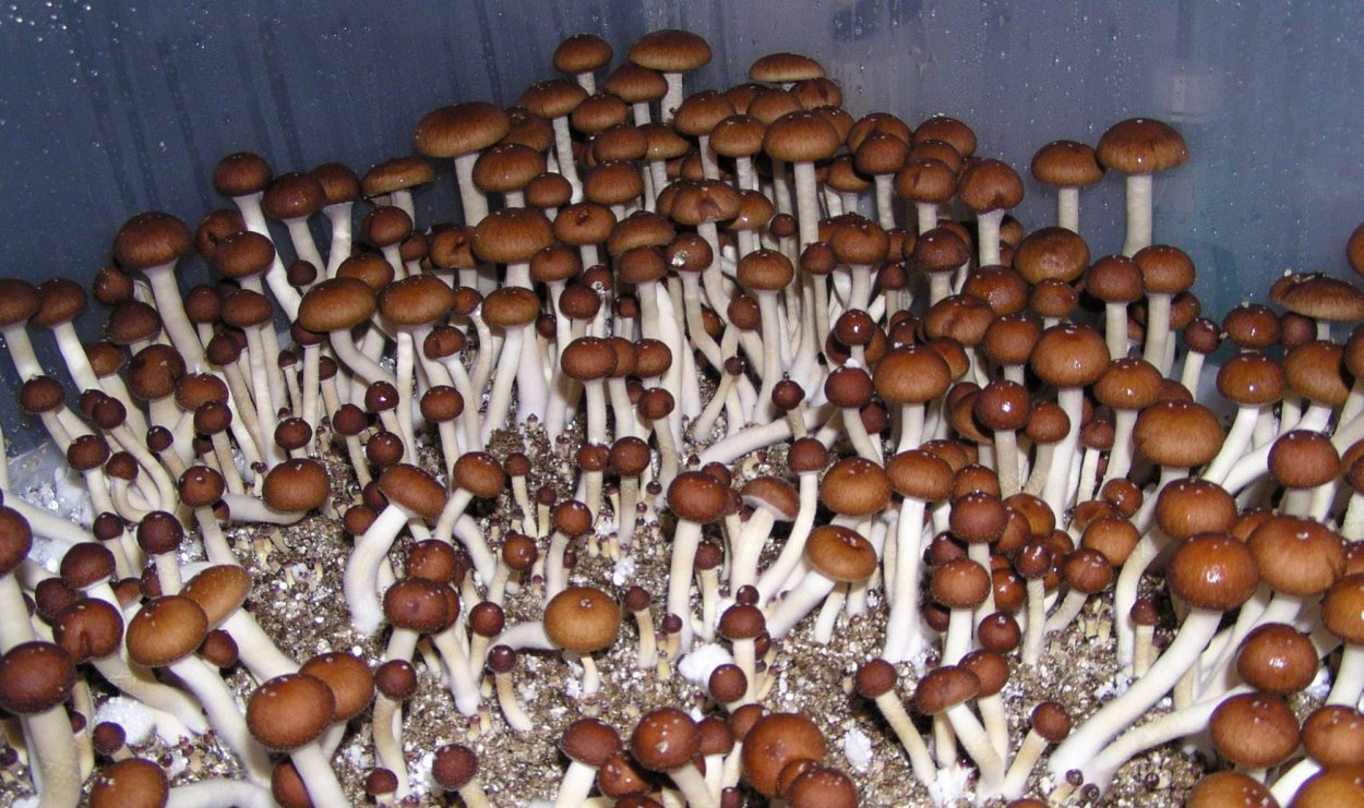 Кубенсис мексикана