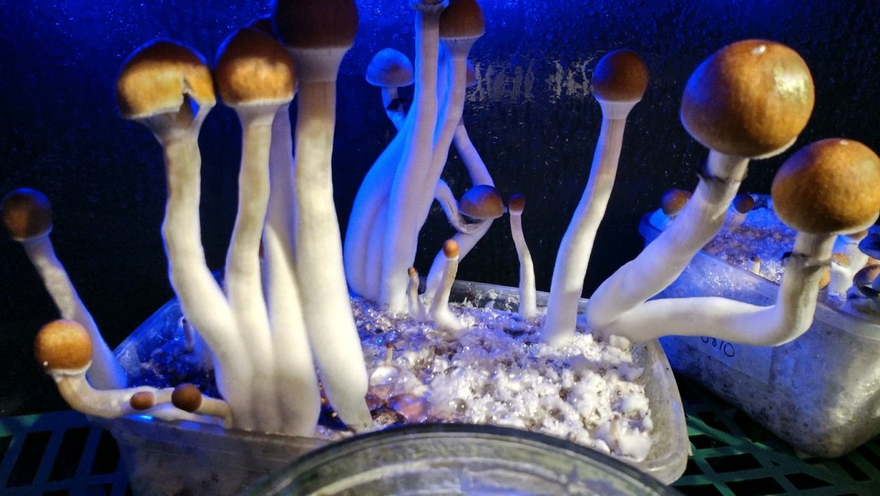 Псилоцибе кубенсис