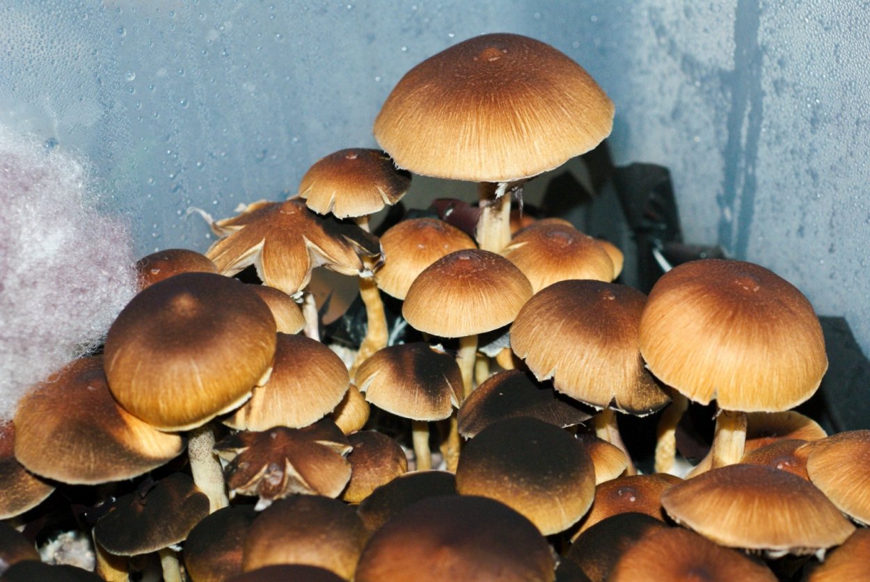 Psilocybe Cubensis Brazil