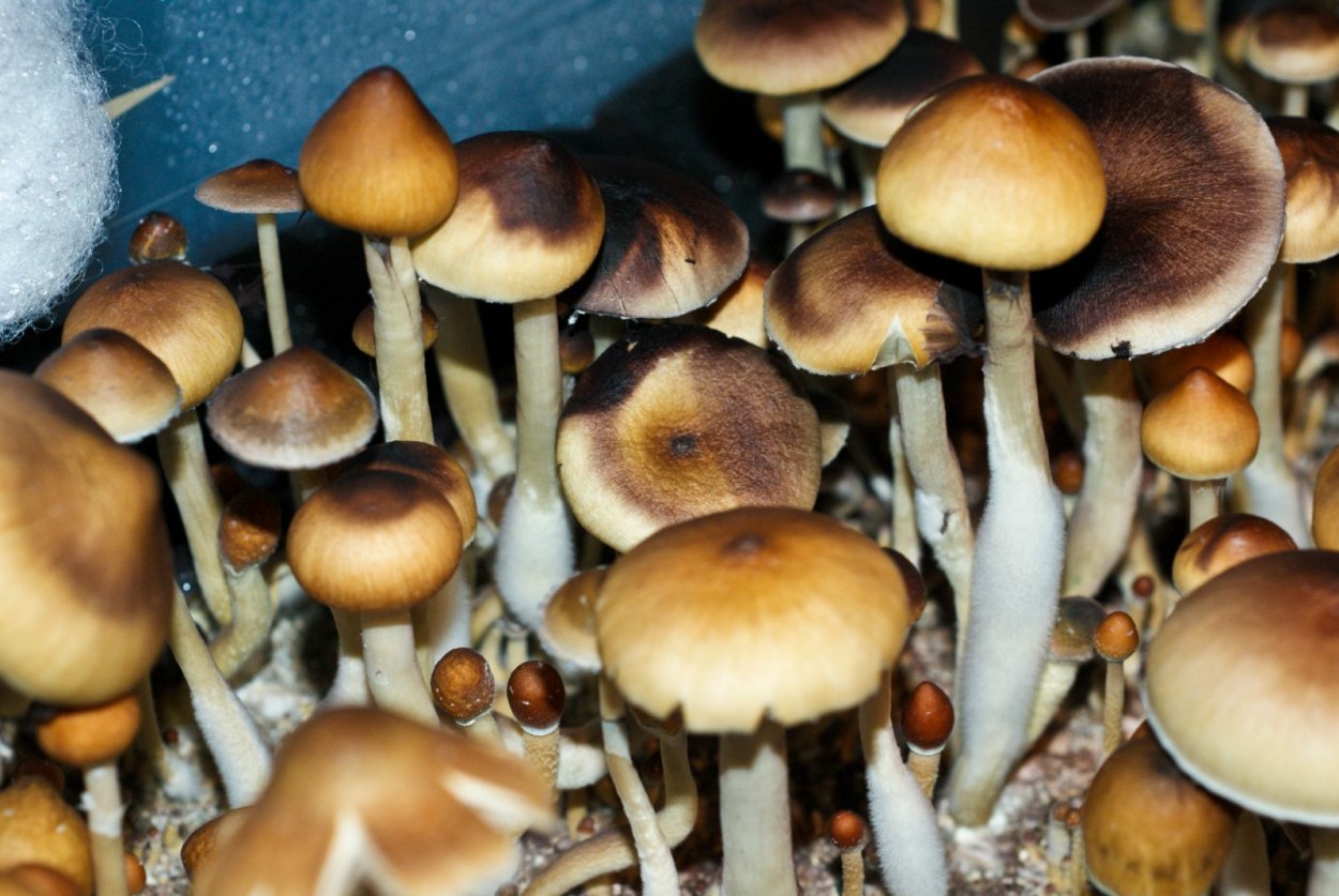 Мицелий кубенсис