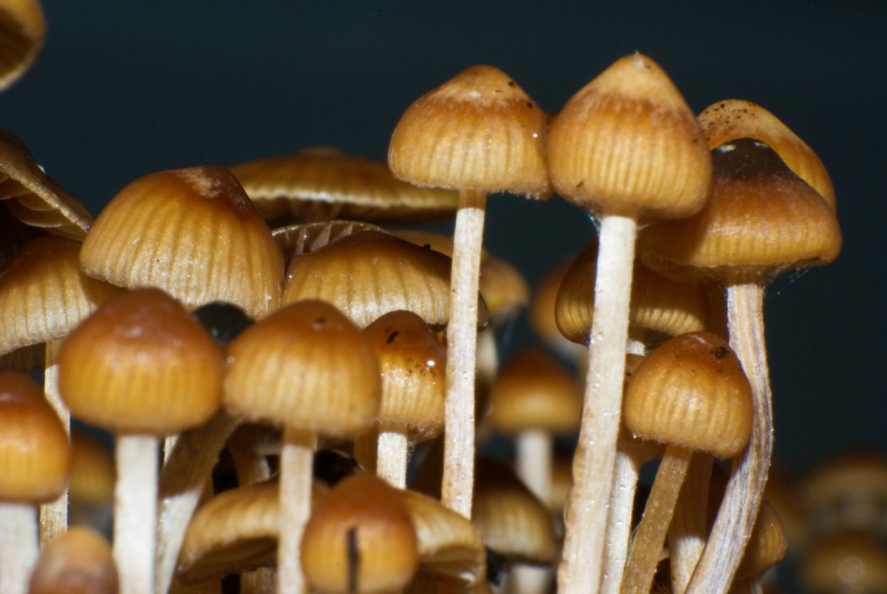 Грибы Psilocybe Cubensis Golden teacher