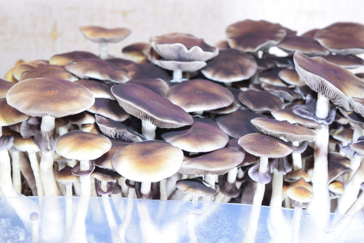 Мицелий псилоцибиновый