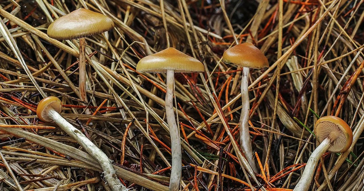 Псилоцибин кубенсис