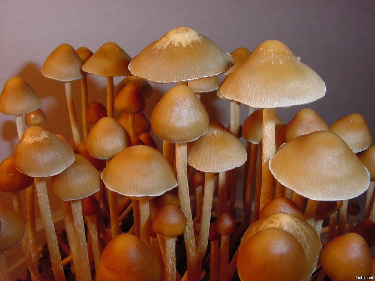 Cubensis Magic Mushrooms
