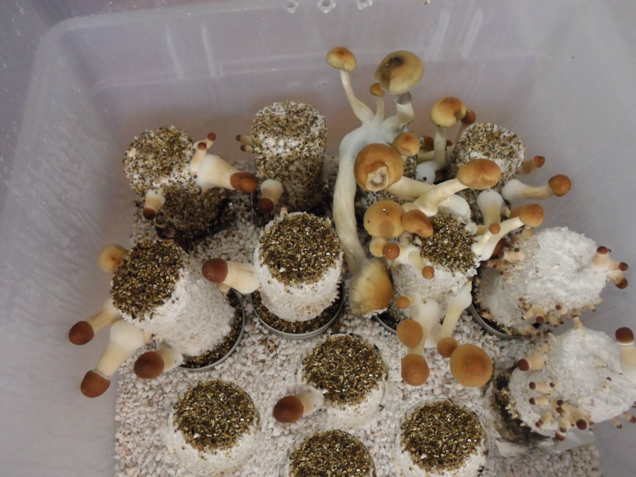 Psilocybe Cubensis growing
